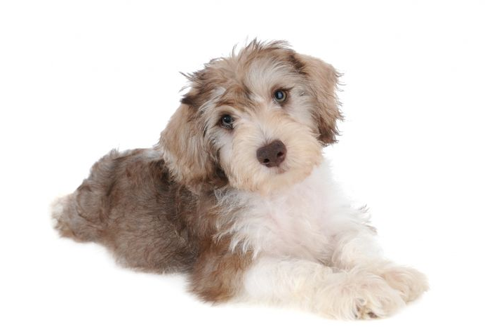 smeraglia schnoodle